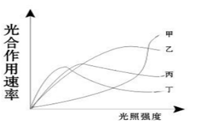 xingguang